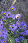 New England aster